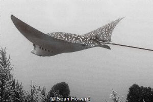 Eagle Ray Flying through the Ocean Space by Sean Howard 